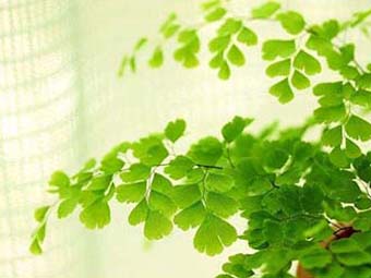 作文《奶奶的身影》